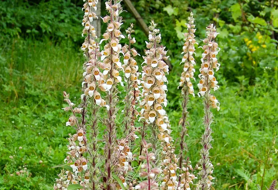 Náprstník vlnatý (Digitalis lanata)
