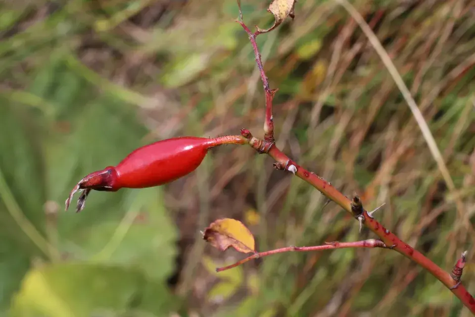 Růže převislá (Rosa pendolina) 