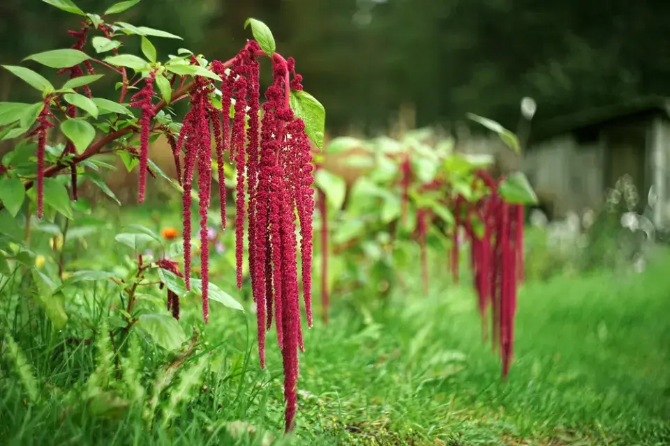 Laskavec ocasatý (Amaranthus caudatus)