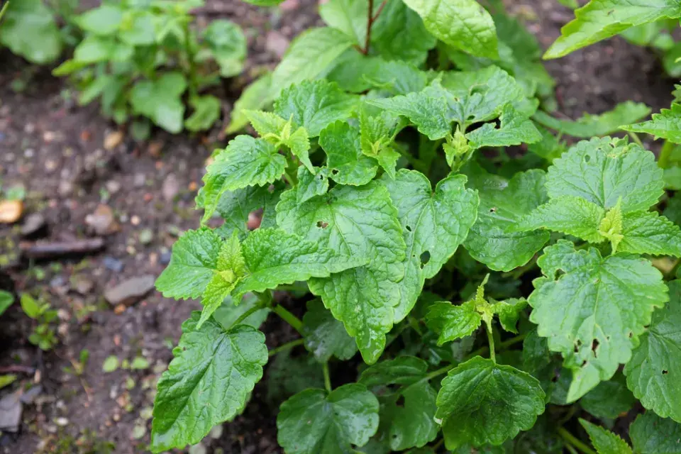 Agastache mexická (Agastache mexicana)