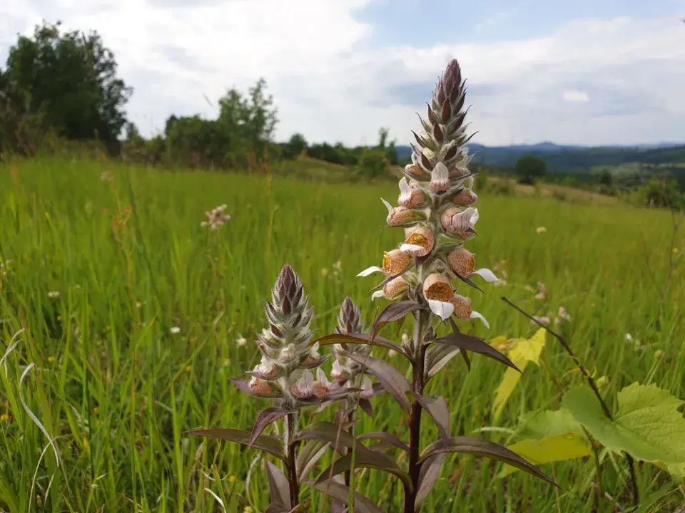 Náprstník vlnatý (Digitalis lanata)