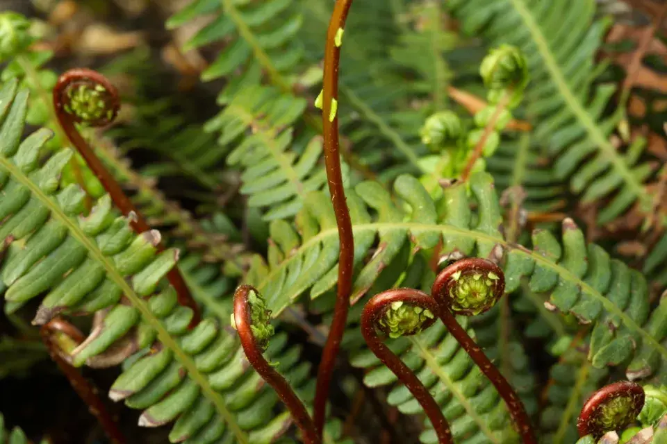 Žebrovice různolistá