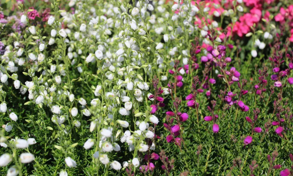 Irský vřes čili dabécie