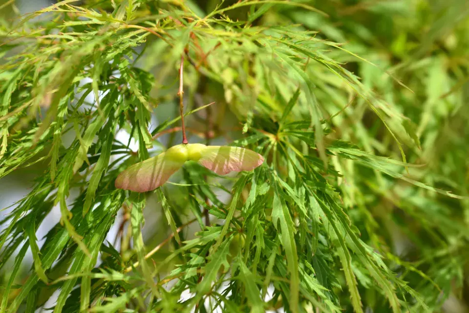 Acer palmatum ´Dissectum Viridis´