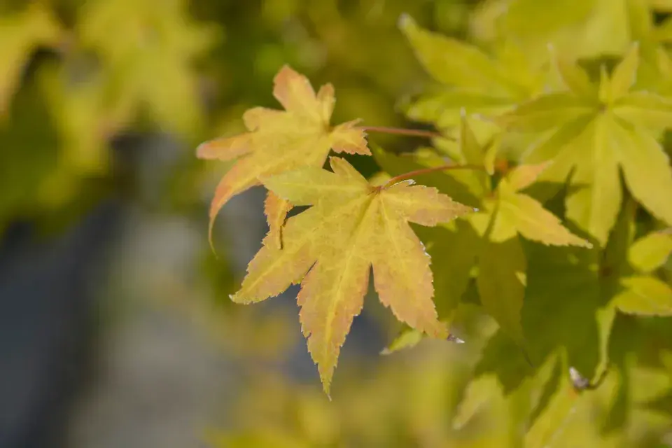 Acer palmatum ´Summer Gold´