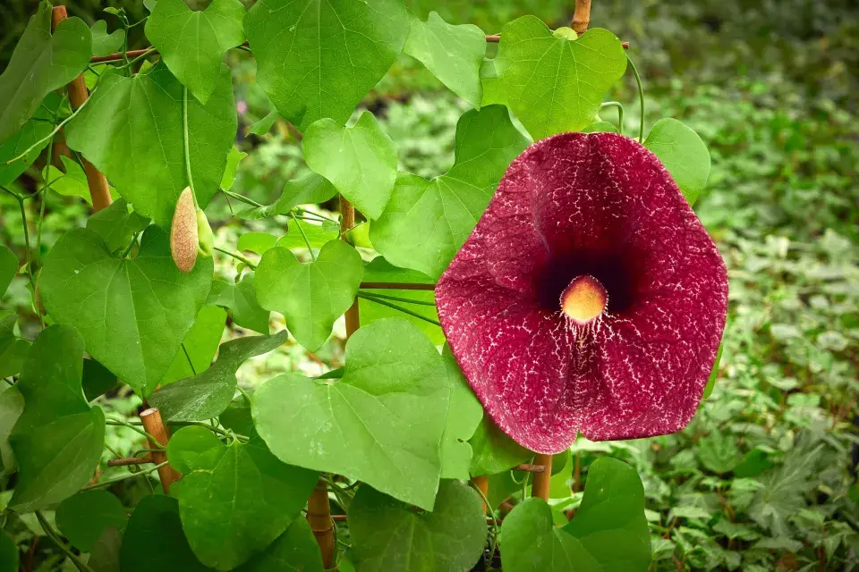 Aristolochia gigantea