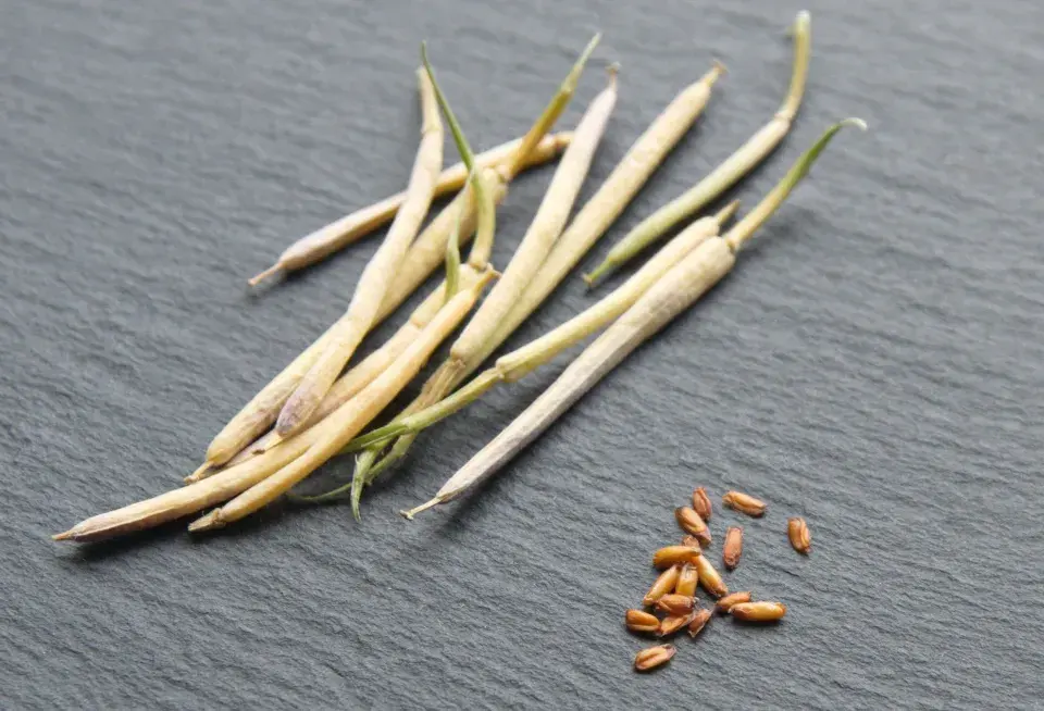 Chejr vonný (Cheiranthus cheiri) 