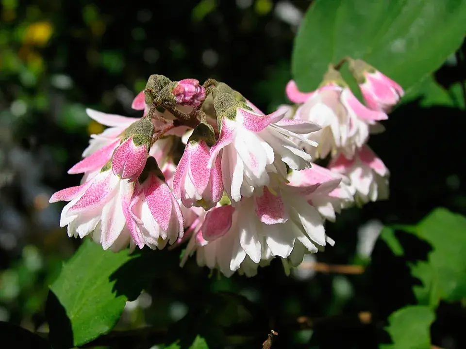 Trojpuk drsný ´Plena´