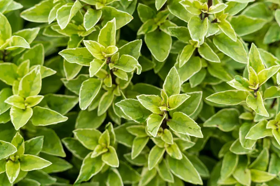 Bazalka citronová (Ocimum basilicum citriodorum)