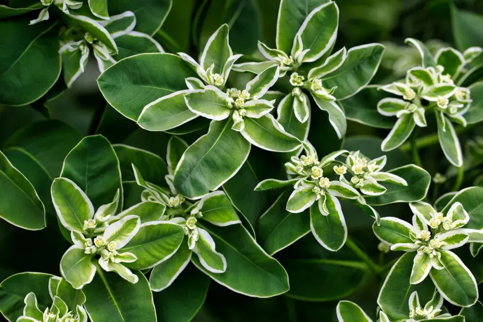 Pryšec vroubený (Euphorbia marginata)