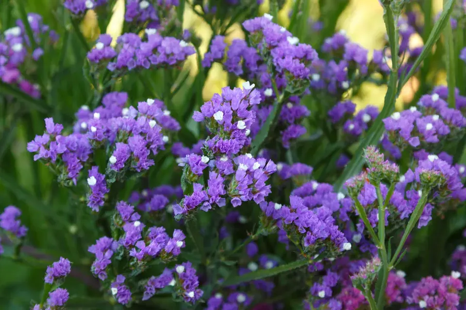 Limonka chobotnatá (Limonium sinuatum)