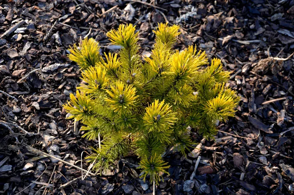 Pinus mugo ´Winter Gold´