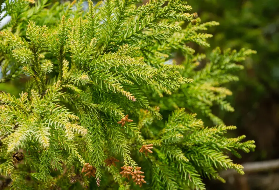 Kryptomérie japonská