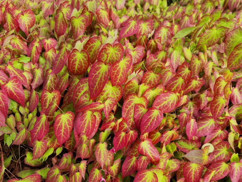 Škornice neboli Epimedium