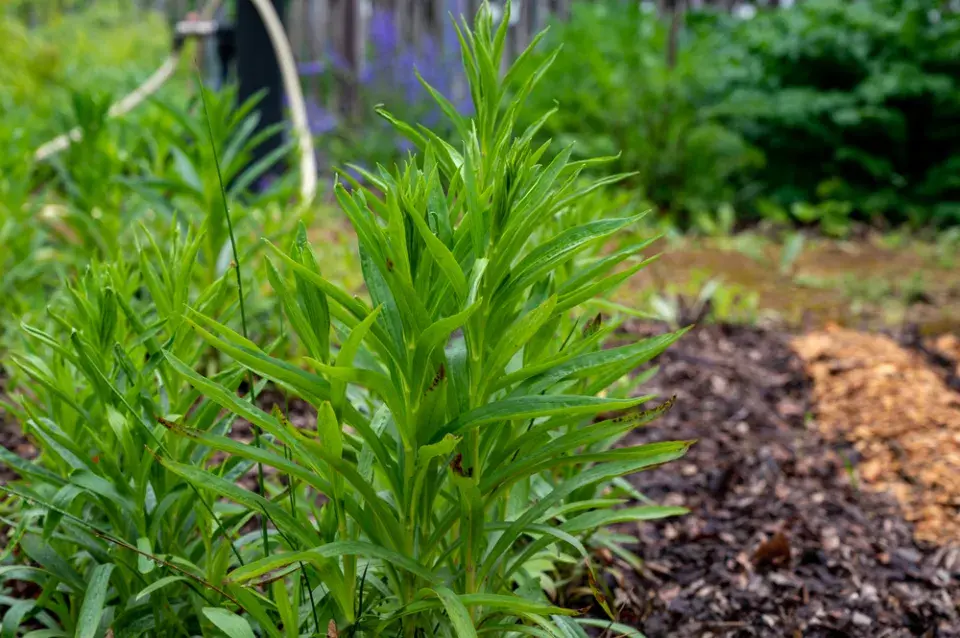 Náprstník vlnatý (Digitalis lanata)
