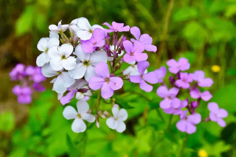 Večernice vonná (Hesperis matronalis) 