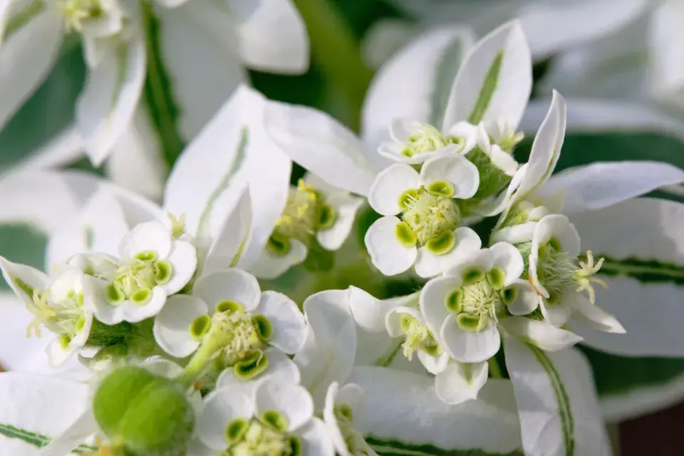 Pryšec vroubený (Euphorbia marginata)