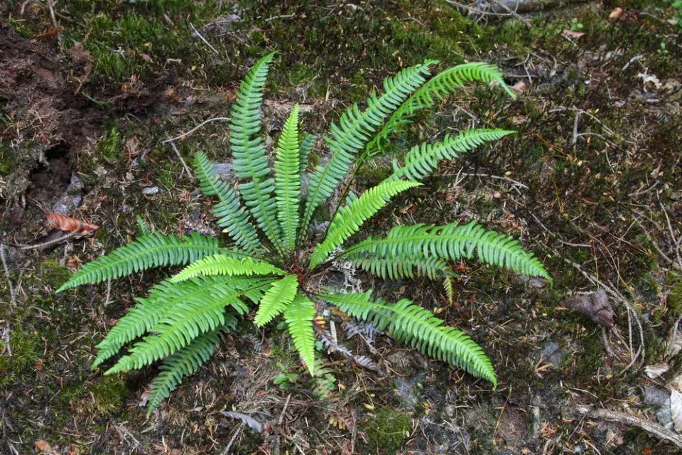 Žebrovice různolistá
