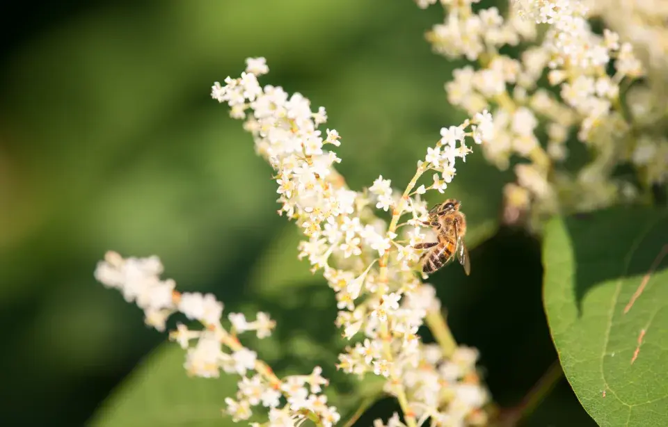 Jochovec olšolistý