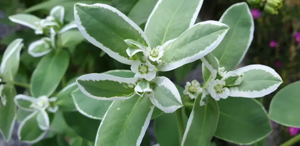 Pryšec vroubený (Euphorbia marginata)
