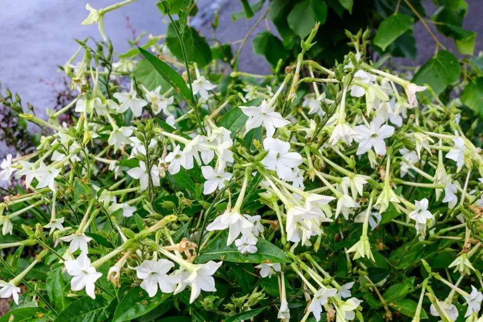 Tabák křídlatý (Nicotiana alata) 