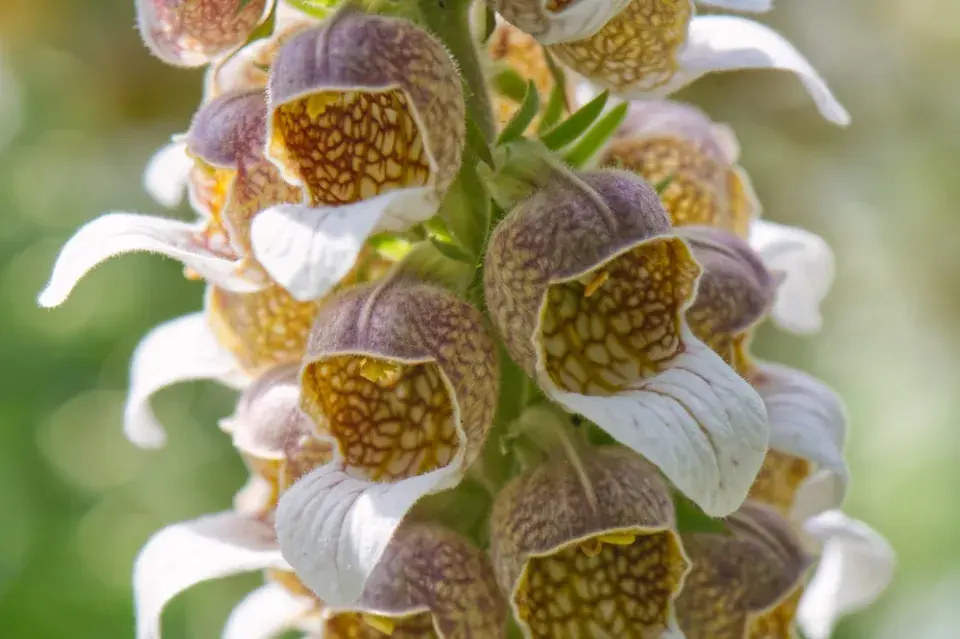 Náprstník vlnatý (Digitalis lanata)