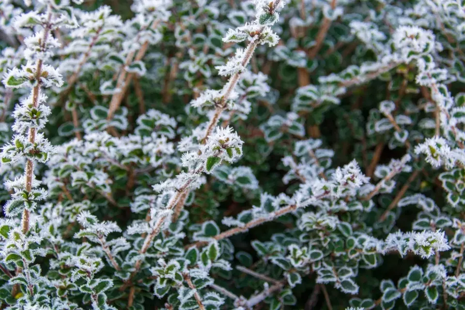 Cesmína vroubkovaná