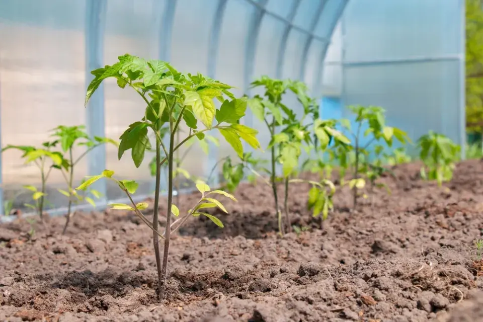 Žloutnutí listů ve skleníku 