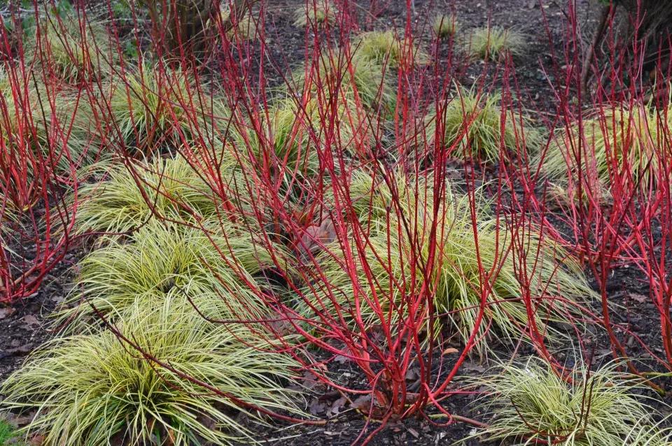 Ostřice ošimenská