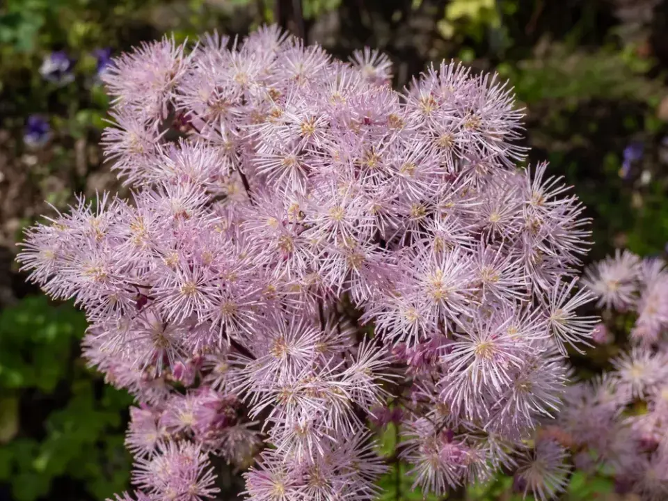 Péče o květinovou zahradu v červnu