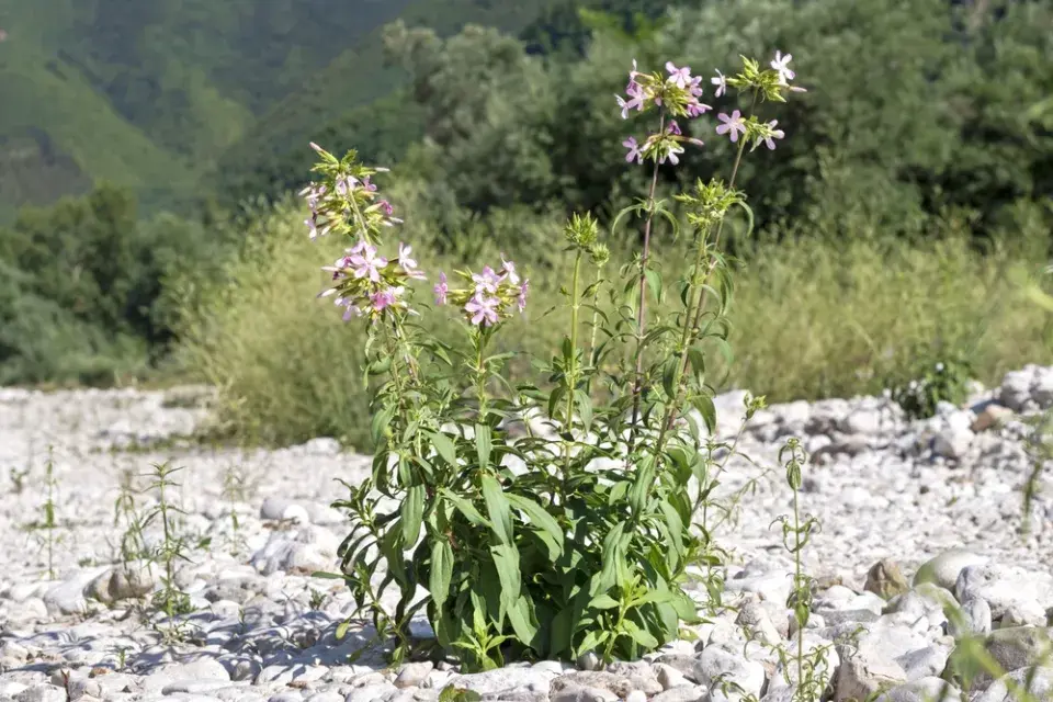 Mydlice lékařská (Saponaria officinalis)