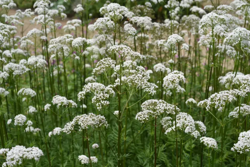 Péče o květinovou zahradu v červnu
