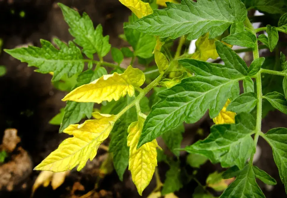 Žloutnutí listů u rajčat 