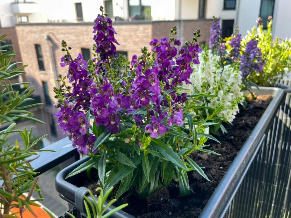 Angelonie úzkolistá (Angelonia angustifolia) 