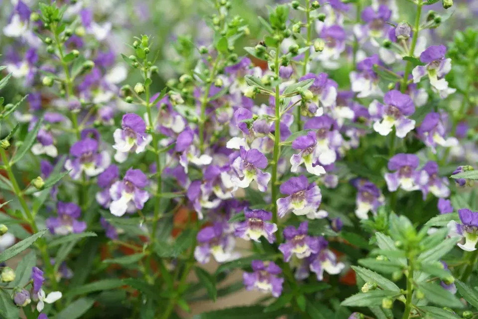 Angelonie úzkolistá (Angelonia angustifolia) 