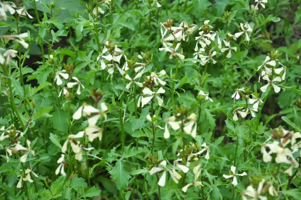 Roketa setá (Eruca sativa)