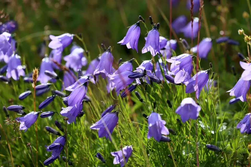 Červnové výsevy květin