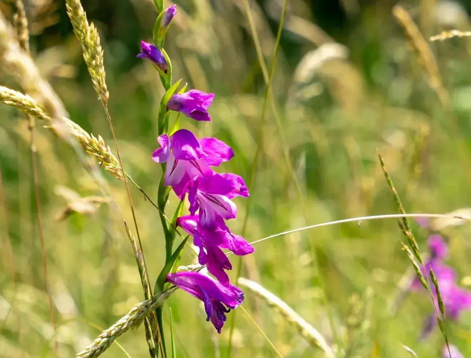 Mečík střechovitý (Gladiolus imbricatus L.)