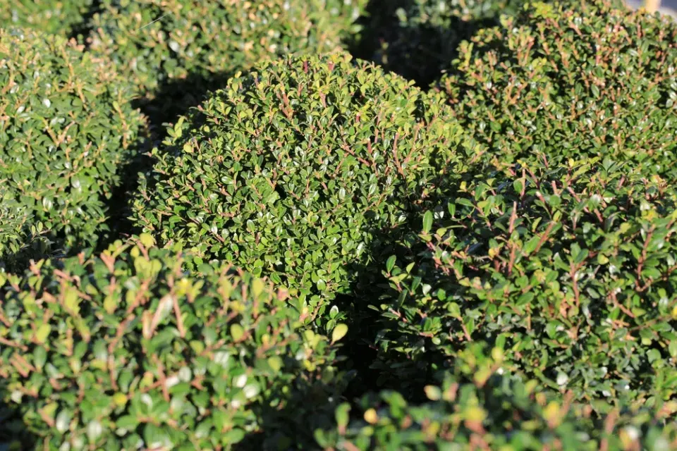 Cesmína vroubkovaná