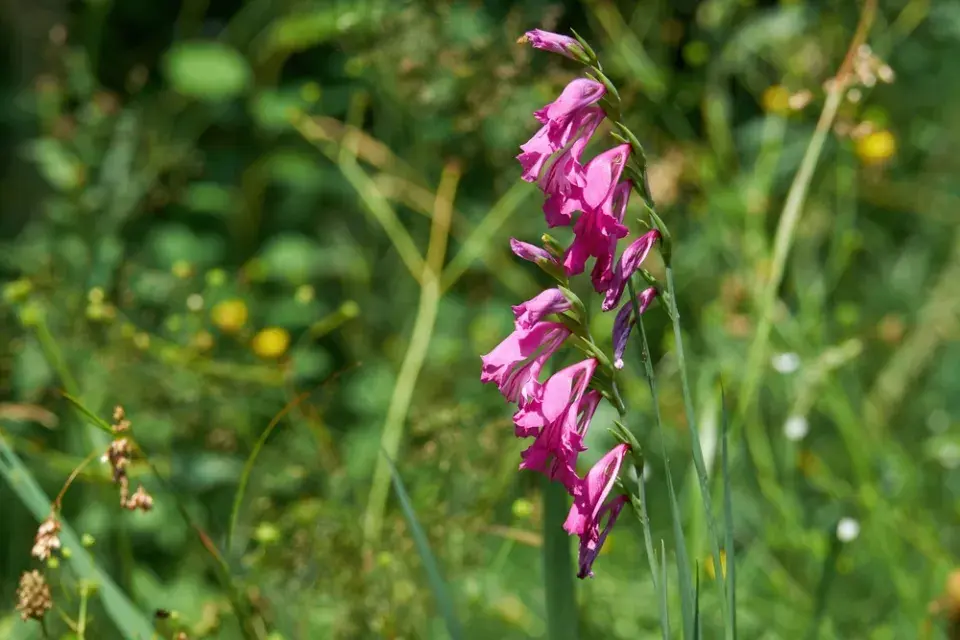 Mečík střechovitý (Gladiolus imbricatus L.)