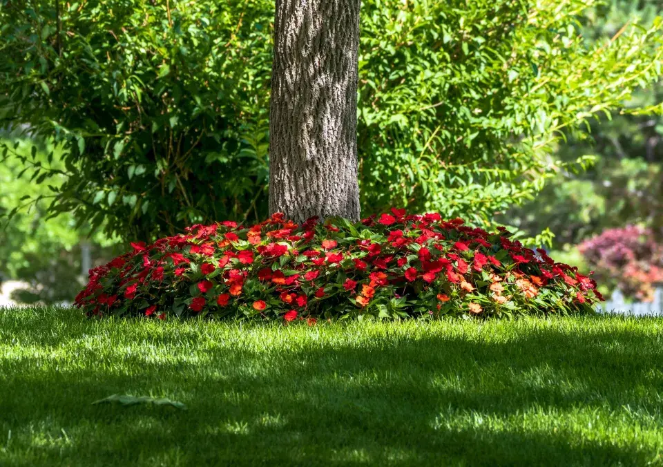 Netýkavka pod stromem 