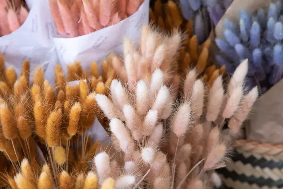 Zaječí ocásek (Lagurus ovatus)