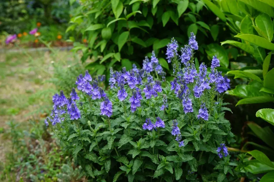 Rozrazil ožankový (Veronica teucrium)