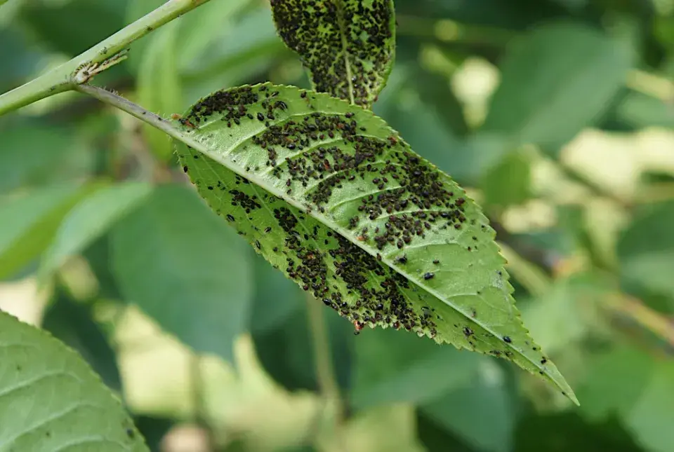 postřiky na mšice z bylin