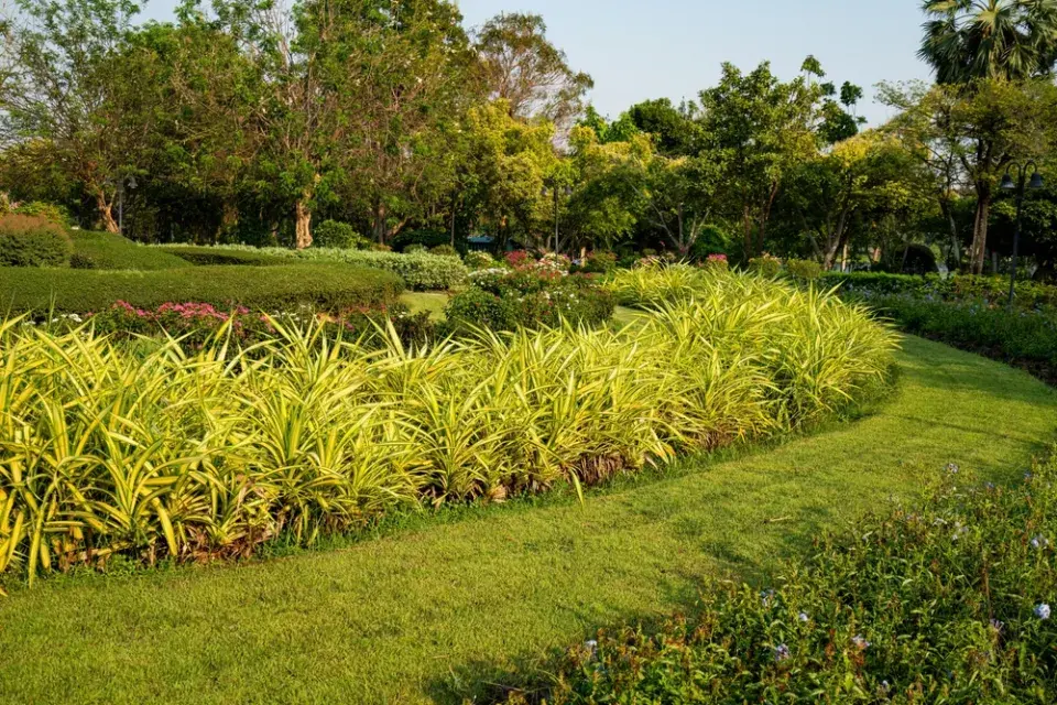 Ostřice ošimenská