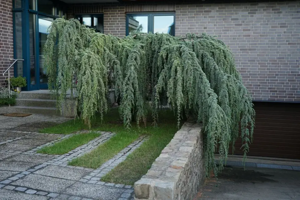 Cedr atlaský ´Glauca Pendula´