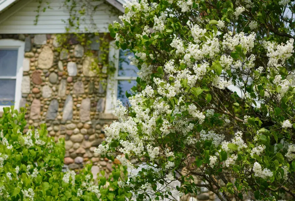 Šeřík japonský (Syringa reticulata) 