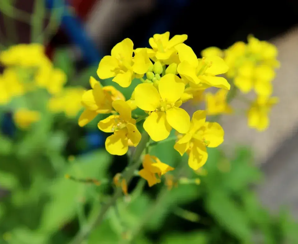 Pekingské zelí (Brassica rapa susp. Pekinensis)