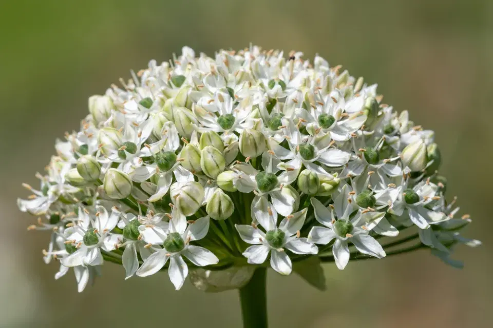 Česnek černý (Allium nigrum) 
