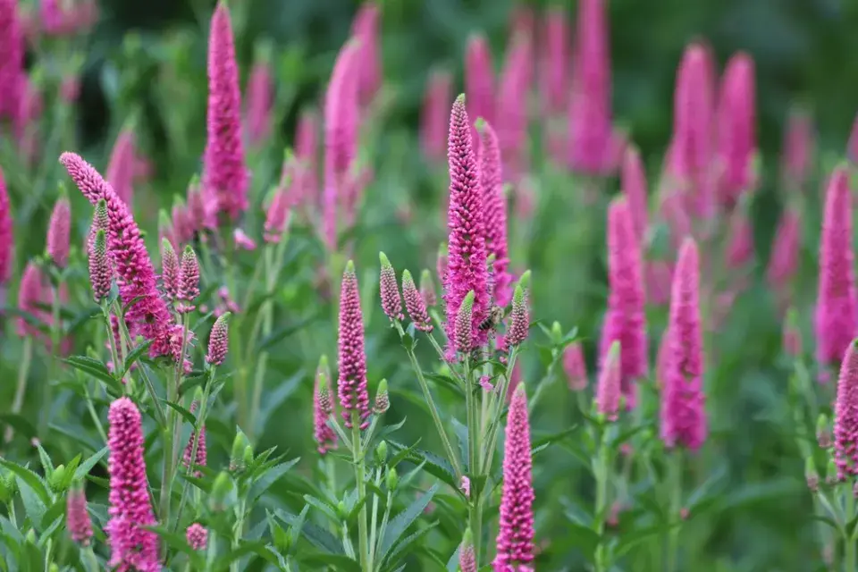 Rozrazil klasnatý (Veronica spicata) 